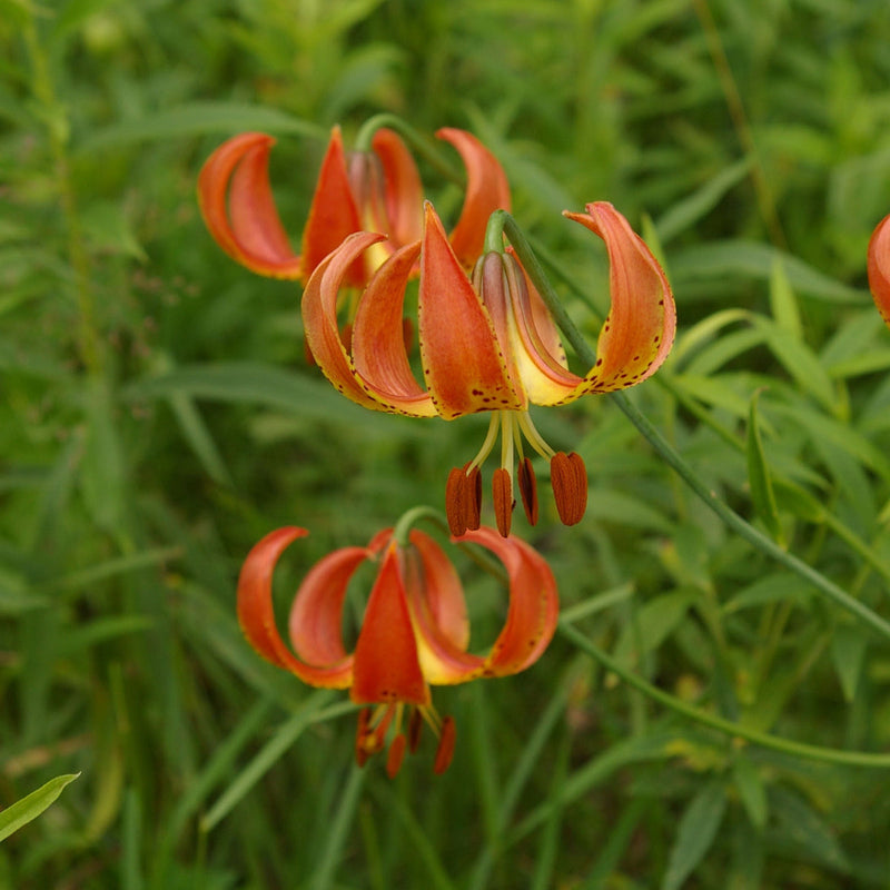 Lilium Pyrenaicum Flower seeds for Planting - Low Maintenance, Heirloom & GMO Free Seeds for Home Garden
Sale for planting in home garden