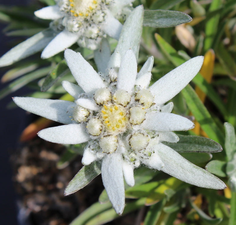 White Edelweiss Flower seeds for Planting Shade Tolerant Heirloom & GMO Free Seeds for Home Garden
Sale