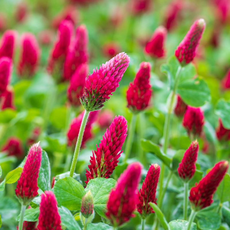 Crimson Red Clover Flower seeds for Planting - Premium Quality, Heirloom & GMO Free Seeds for Home Garden