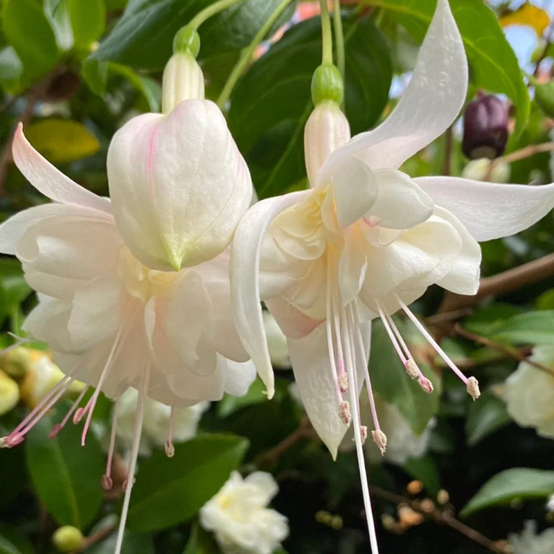 White Fuchsia Hybrida Flower Seeds for Planting – Cut Flower Favorite Heirloom & NonGMO Seeds for Home Garden
Sale