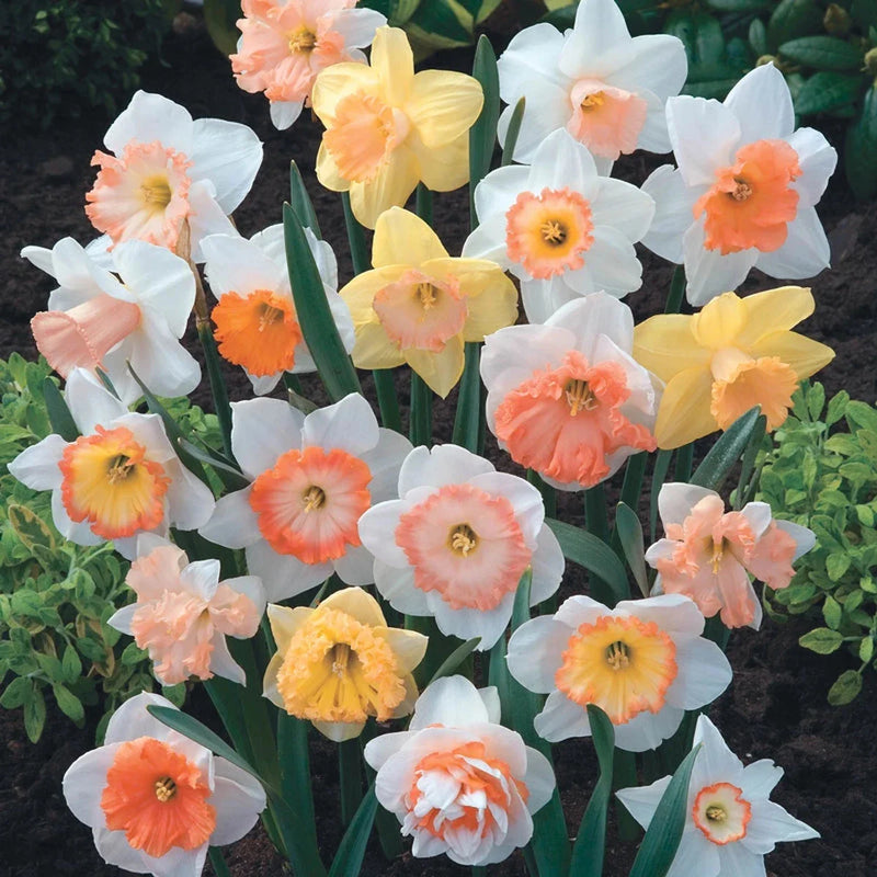 Mixed Colour Pink Daffodil Seeds for Planting Cottage Garden Essential Heirloom & GMO Free Seeds for Home Garden
Sale