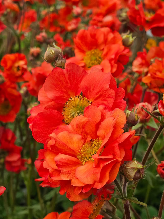 Geum Flower Planting Seeds Vibrant Perennial Blooms for Your Garden