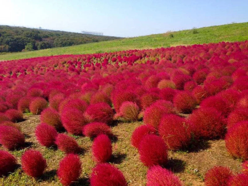 Red Burning Bush Flower seeds for Planting - Seasonal Bloomer, Heirloom & GMO Free Seeds for Home Garden
Sale seeds for planting in home garden