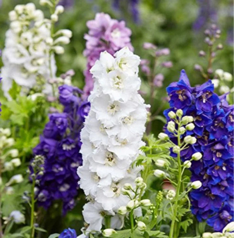 Larkspur Flower seeds for Planting - Garden Favorite, Heirloom & GMO Free Seeds for Home Garden
Sale seeds for home garden