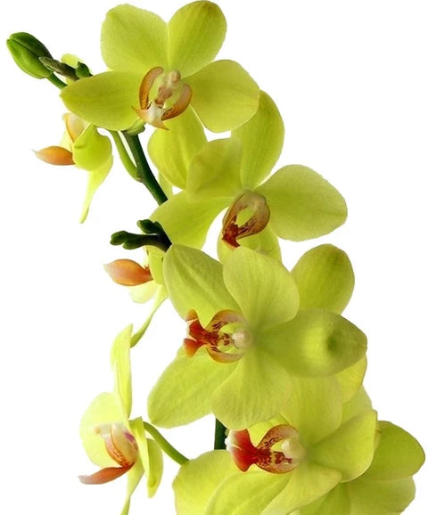 Green Phalaenopsis Flower Seeds for Planting Sun Loving Heirloom & GMO Free Seeds for Home Garden
Sale