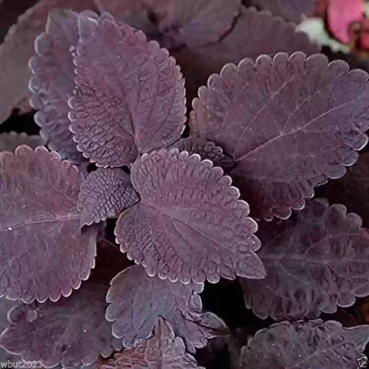 Black Coleus Flower seeds for Planting - Colorful Display, Heirloom & GMO Free Seeds for Home Garden
Sale seeds for home garden