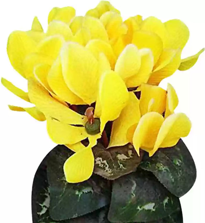 Light Yellow Cyclamen Flower seeds for Planting - Long Bloom Season, Heirloom & GMO Free Seeds for Home Garden
Sale seeds for home garden