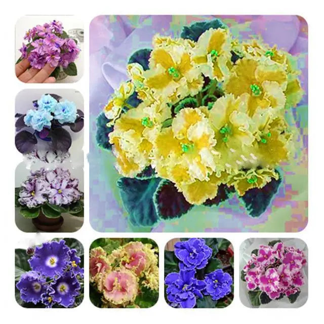Mixed Color EveningScented Flower Seeds for Planting Bright Blooms Heirloom & GMO Free Seeds for Home Garden
Sale