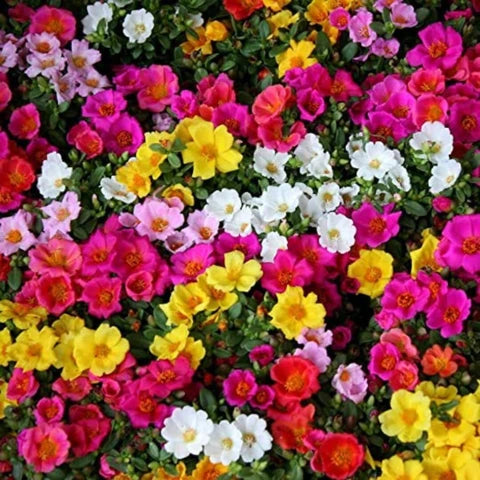 Mixed Helianthemum Mutabile Flower Planting Seeds Bright & Colorful Annuals for Your Garden