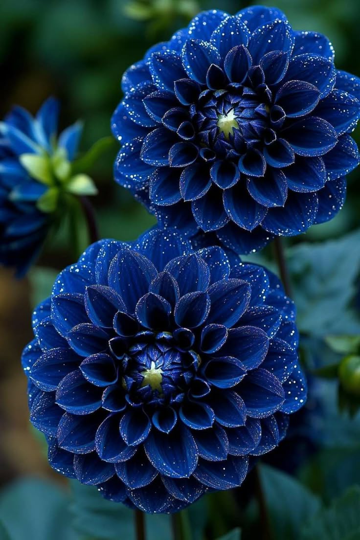 Dark Blue TwoColor Dahlia Flower Seeds for Planting Perfect for Borders Heirloom & GMO Free Seeds for Home Garden
Sale