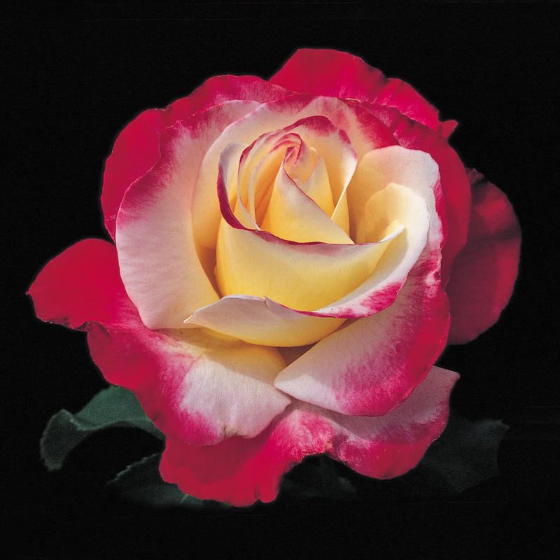 Double Delight Hybrid Tea Rose Flower seeds for Planting Garden Favorite Heirloom & GMO Free Seeds for Home Garden