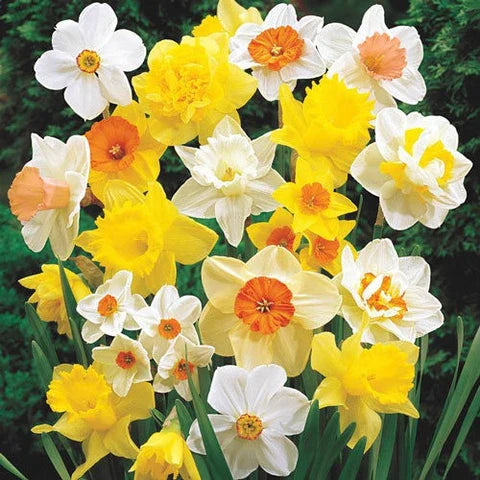Mixed Double Petals Narcissus Daffodil Flower Seeds for Planting Easy to Grow Heirloom & GMO Free Seeds for Home Garden
Sale