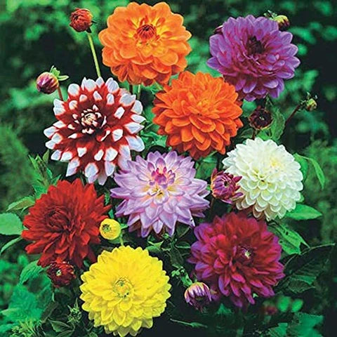 MultiColor Dahlia Flower Seeds for Planting Long Bloom Season Heirloom & GMO Free Seeds for Home Garden
Sale