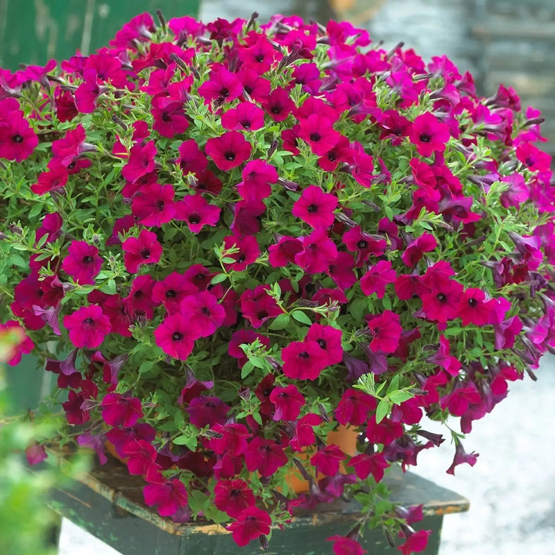 Heirloom Pink Surfinia Flower seeds for Planting Sun Loving Heirloom & GMO Free Seeds for Home Garden
