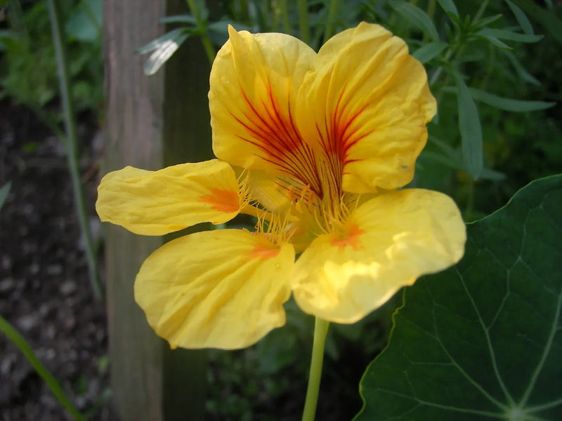 Yellow Beautiful Allamanda Flower Planting Seeds