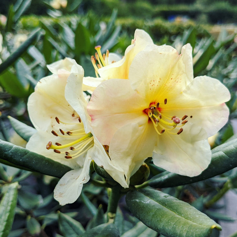 Yellow Rhododendron Flower seeds for Planting Long Bloom Season Heirloom & GMO Free Seeds for Home Garden
Sale