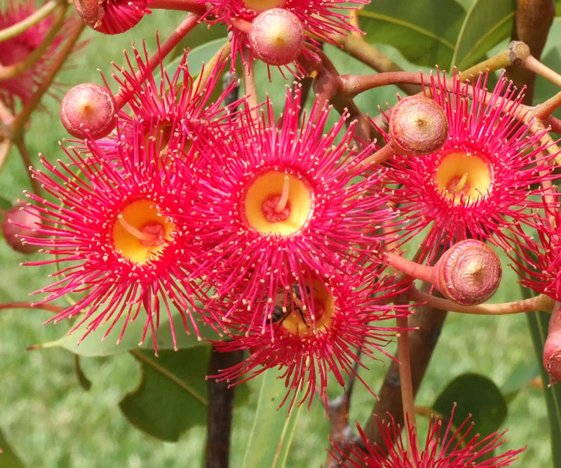 Eucalyptus Flower seeds for Planting Bright Blooms Heirloom & GMO Free Seeds for Home Garden