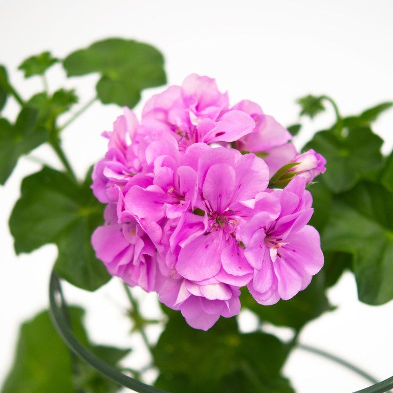 Violet Climbing Geranium Seeds for Planting Enhance Your Garden