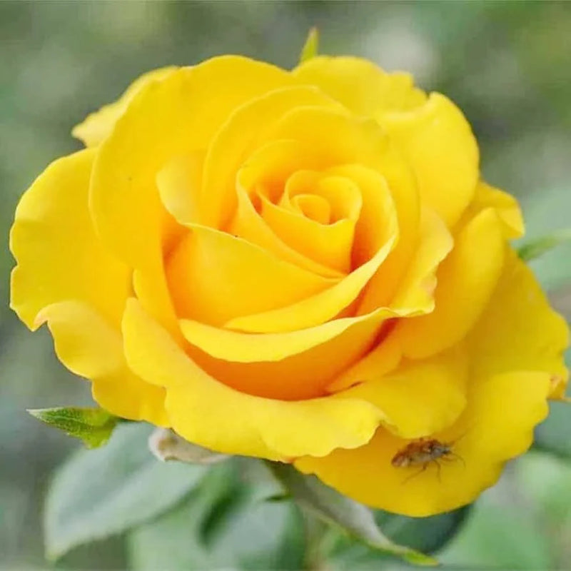Heirloom Lemon Yellow Osiria Rose Flower Seeds for Planting Pollinator Friendly Heirloom & GMO Free Seeds for Home Garden
Sale