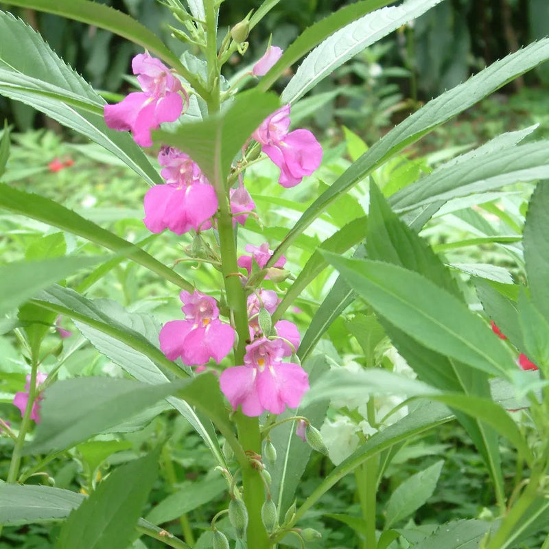 Violet Impatiens Balsamine Flower seeds for Planting Hardy Variety Heirloom & GMO Free Seeds for Home Garden
Sale seeds for home garden planting
