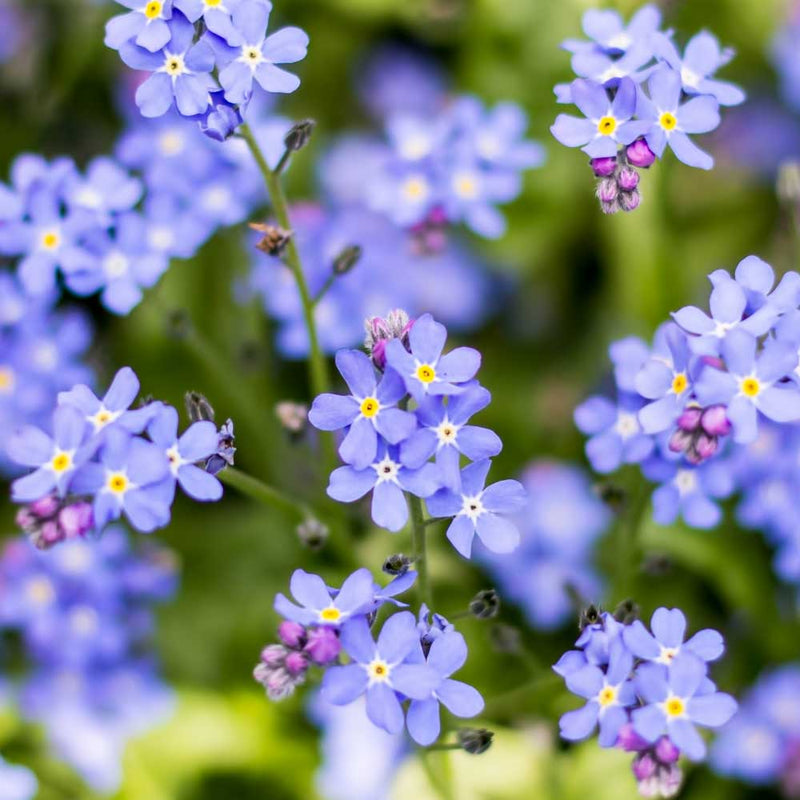 Lavender Myosotis Sylvatica Flower seeds for Planting Cottage Garden Essential Heirloom & GMO Free Seeds for Home Garden
Sale seeds for home garden planting