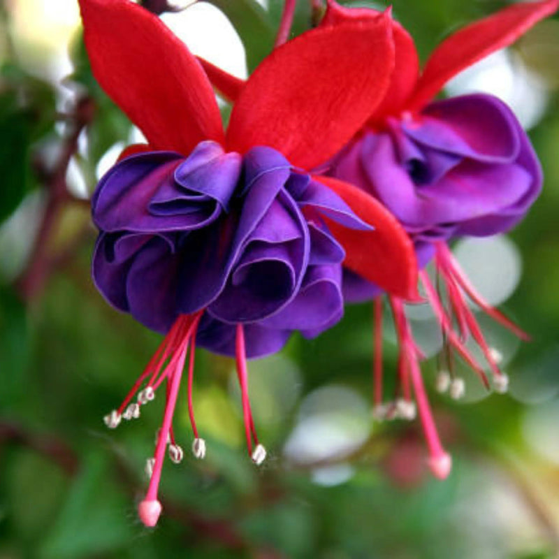 Purple Fuchsia Flower seeds for Planting Perfect for Borders Heirloom & GMO Free Seeds for Home Garden
Sale seeds for home garden planting
