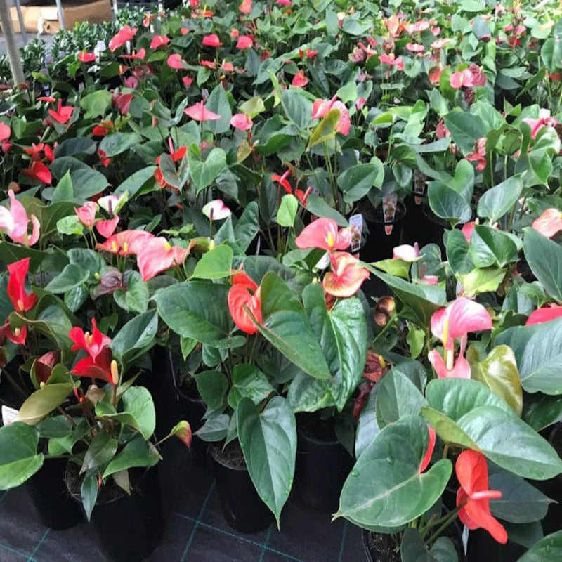 MultiColour Anthurium Flower seeds for Planting Low Maintenance Heirloom & GMO Free Seeds for Home Garden
Sale seeds for home garden planting