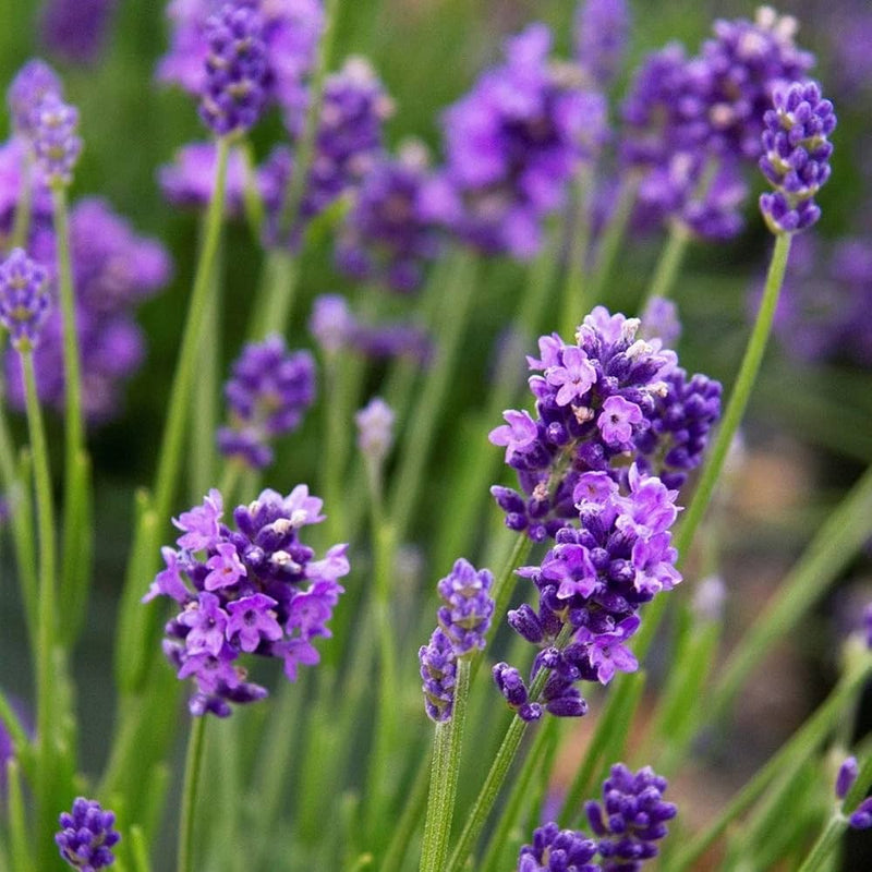 Angustifolia Flower seeds for Planting Vibrant Colors Heirloom & GMO Free Seeds for Home Garden
Sale seeds for home garden planting