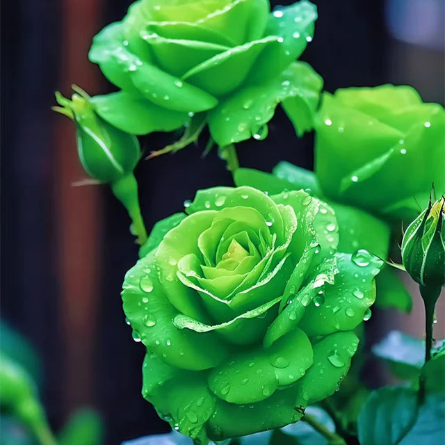 Green Roses Flower seeds for Planting Compact Growth Heirloom & GMO Free Seeds for Home Garden
Sale seeds for home garden planting