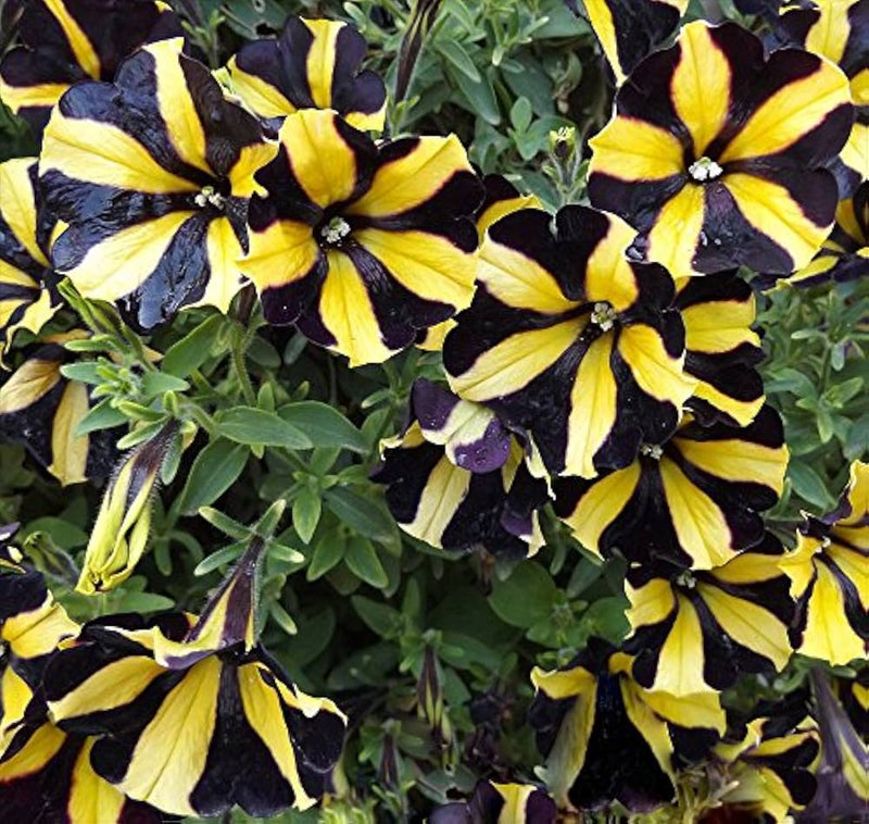 Yellow Black Playmates Flower seeds for Planting - Sun Loving, Heirloom & GMO Free Seeds for Home Garden
Sale seeds for planting in home garden