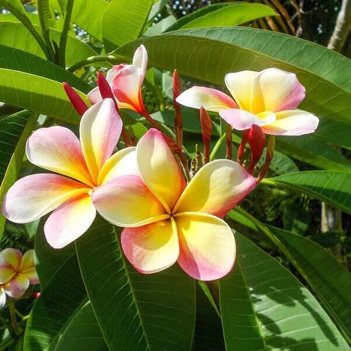 Mixed Frangipani Flower seeds for Planting - Vibrant Colors, Heirloom & GMO Free Seeds for Home Garden
Sale for planting in home garden