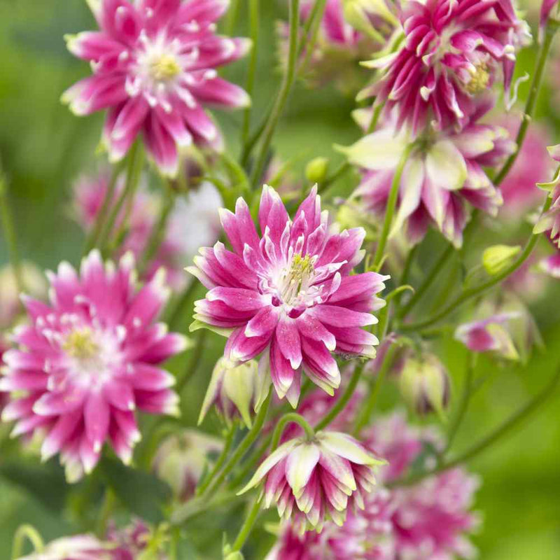 Pink Nora Barlo Flower seeds for Planting Wildflower Mix Heirloom & GMO Free Seeds for Home Garden
Sale seeds for home garden planting