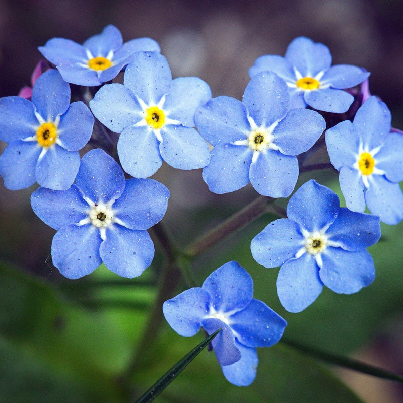 Blue Myosotis Sylvatica Flower seeds for Planting Compact Growth Heirloom & GMO Free Seeds for Home Garden
Sale seeds for home garden planting