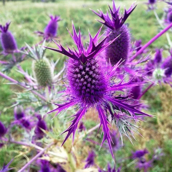 Purple Eryngium Flower seeds for Planting Premium Quality Heirloom & GMO Free Seeds for Home Garden
Sale seeds for home garden planting