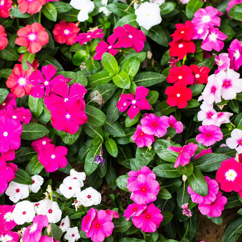Mixed Vinca Flower seeds for Planting - Garden Favorite, Heirloom & GMO Free Seeds for Home Garden
Sale seeds for planting in home garden