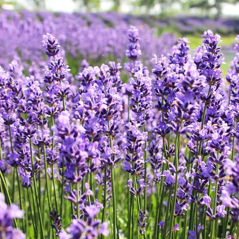 Lavandula Flower seeds for Planting Long Bloom Season Heirloom & GMO Free Seeds for Home Garden
Sale for planting in home garden