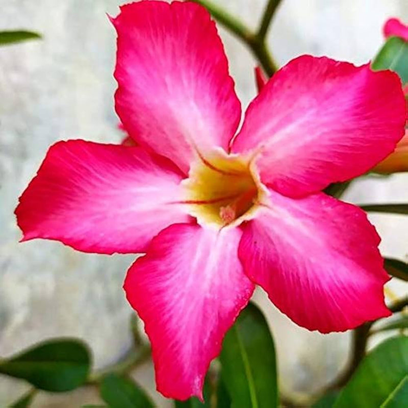 Pink Adenium Flower seeds for Planting Low Maintenance Heirloom & GMO Free Seeds for Home Garden
Sale seeds for home garden planting