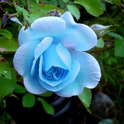 Sky Blue Rose Flower seeds for Planting Garden Favorite Heirloom & GMO Free Seeds for Home Garden
Sale seeds for home garden planting