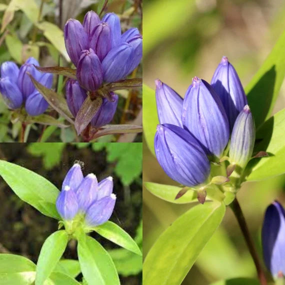 Gentian Flower seeds for Planting - Colorful Display, Heirloom & GMO Free Seeds for Home Garden
Sale seeds for home garden