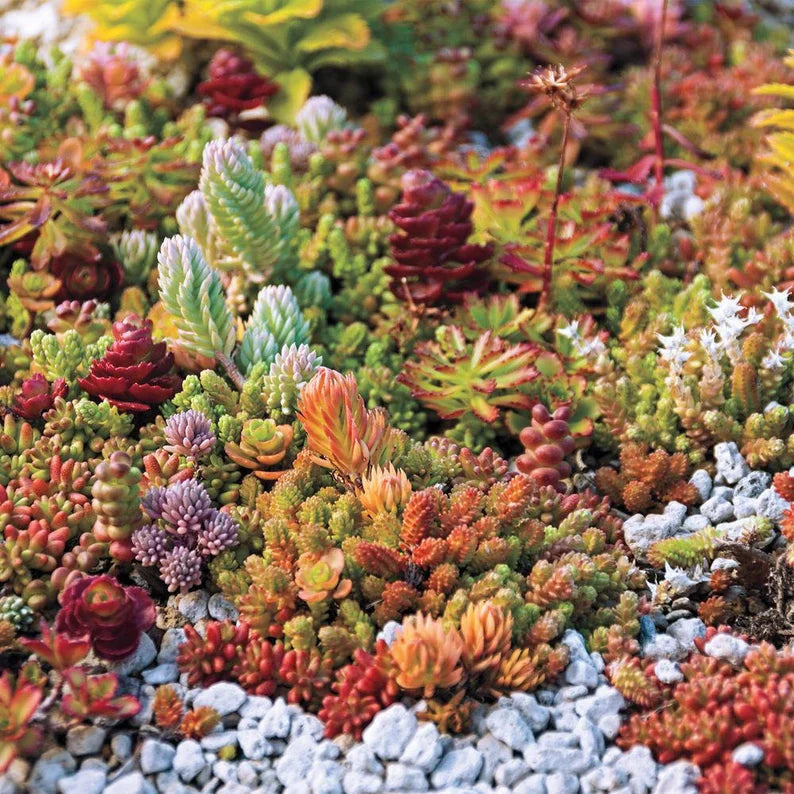Mix Color Sedum Succulent Flower seeds for Planting Drought Tolerant Heirloom & GMO Free Seeds for Home Garden
Sale seeds for home garden planting