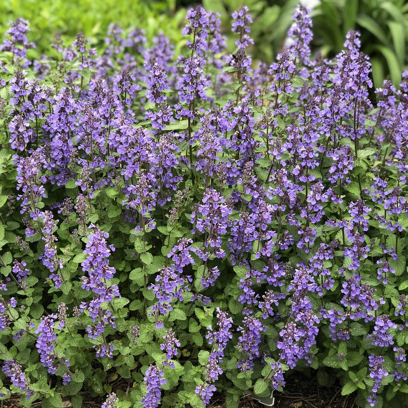 Nepeta Mussinii Flower seeds for Planting Hardy Variety Heirloom & GMO Free Seeds for Home Garden
Sale seeds for home garden planting