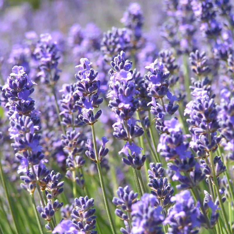 Lavender Munstead Flower seeds for Planting Long Bloom Season Heirloom & GMO Free Seeds for Home Garden
Sale seeds for home garden planting