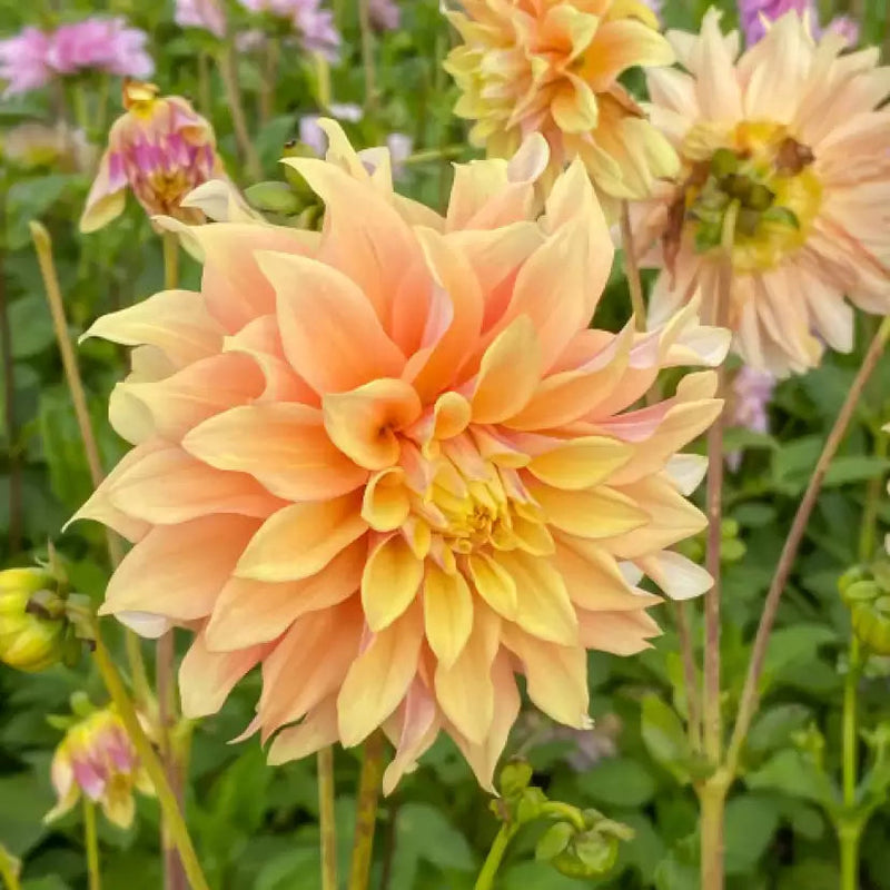 Dahlia Pachyderms Flower seeds for Planting Cut Flower Favorite Heirloom & GMO Free Seeds for Home Garden
Sale seeds for home garden planting