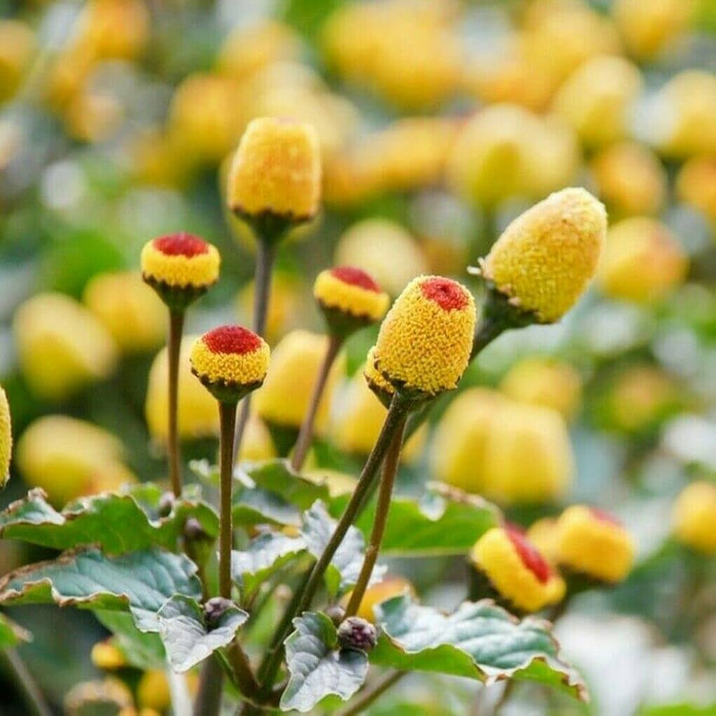 Yellow Spilanthes Acmella Flower seeds for Planting Low Maintenance Heirloom & GMO Free Seeds for Home Garden
Sale seeds for home garden planting