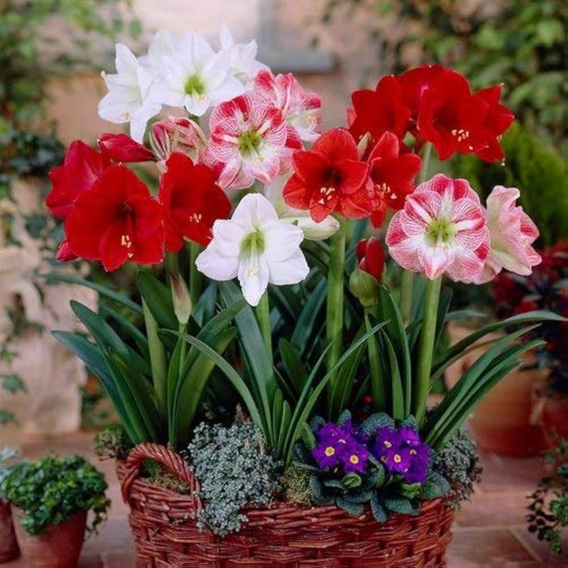 Mixed Amaryllis Flower seeds for Planting Bright Blooms Heirloom & GMO Free Seeds for Home Garden
Sale seeds for home garden planting