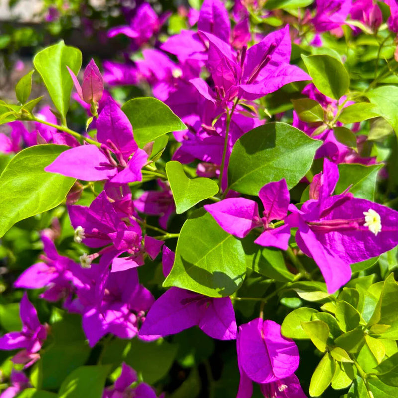 Purple Bougainvillea Flower seeds for Planting Bright Blooms Heirloom & GMO Free Seeds for Home Garden
Sale seeds for home garden planting