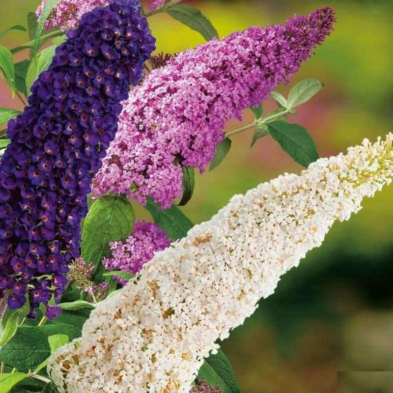 Mixed Buddleia Flower seeds for Planting Compact Growth Heirloom & GMO Free Seeds for Home Garden
Sale seeds for home garden planting