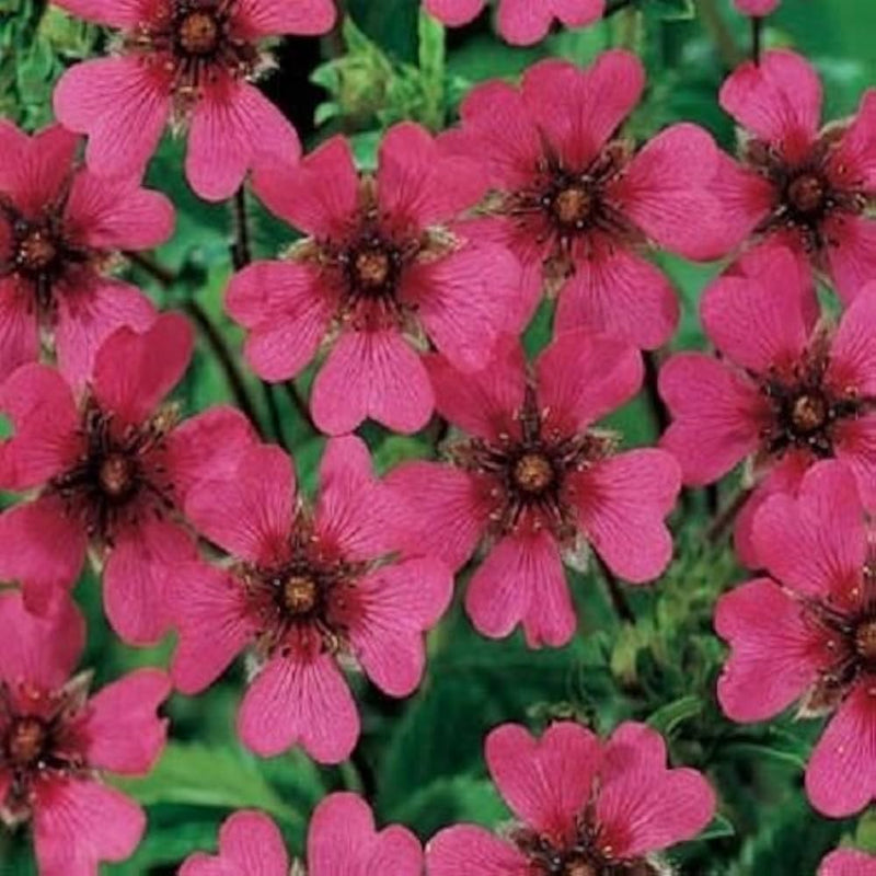 Pink Potentilla Nepalensis Flower seeds for Planting - Cut Flower Favorite, Heirloom & GMO Free Seeds for Home Garden
Sale seeds for planting in home garden