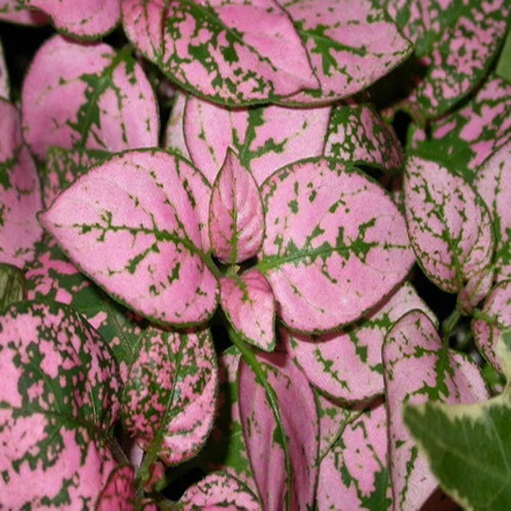 Pink Hypoestes Polka Flower seeds for Planting - Pollinator Friendly, Heirloom & GMO Free Seeds for Home Garden
Sale seeds for home garden
