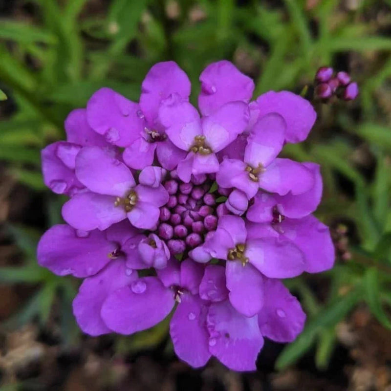 Violet Iberis Flower seeds for Planting - Hardy Variety, Heirloom & GMO Free Seeds for Home Garden
Sale seeds for planting in home garden